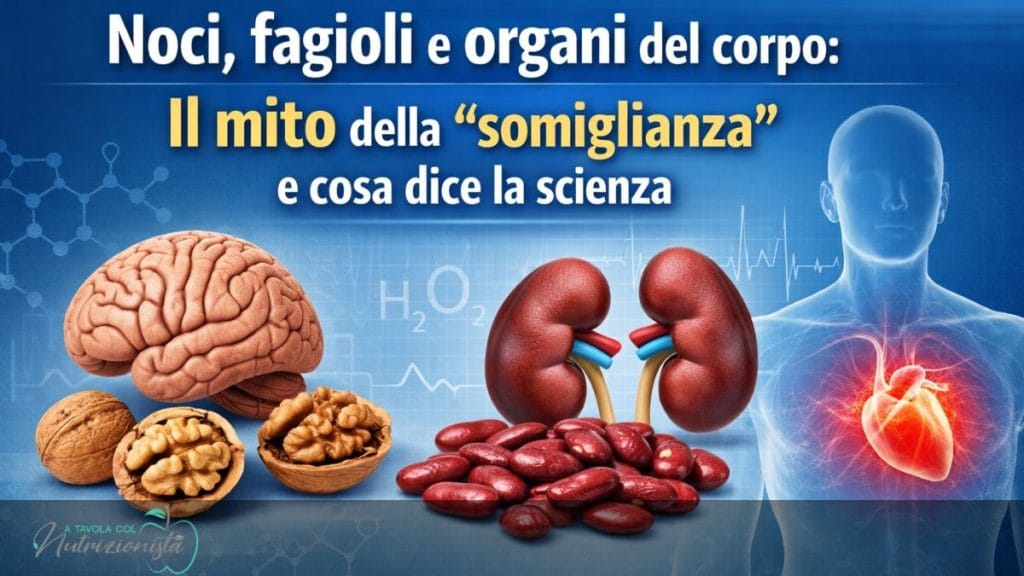 Immagine con cervello e noci, reni e fagioli, e corpo umano: copertina articolo sul mito dei cibi simili agli organi.